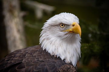 A closeup of a bald eagles head and shoulder wing area with blurred trees in the background