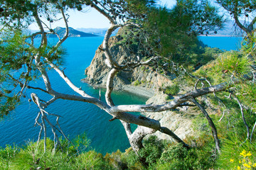 Deformed strange pine tree over the hill on seaside,  top view of the bay in Fethiye