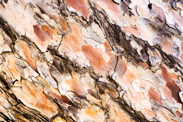 Close up of pine tree body
