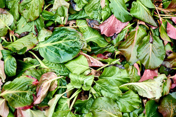 Wet green leaves of plants background.