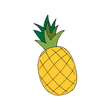 Natural yellow pineapple hand drawn. Ripe tropical fruit, ananas doodle drawing. illustration on white background. Tropical fruit.