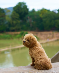 Fototapeta premium dog in laos