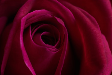 Fototapeta na wymiar Red rose flower close-up on a black background. Floral design.