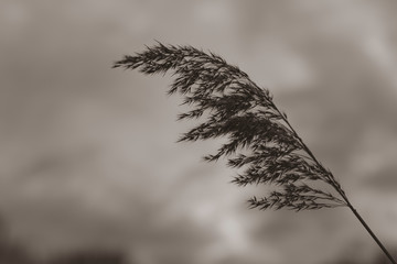 Reed seeds on a cloudy dark day, cattail seeds, nice bokeh, clouds in background, Phragmites australis, black and white photo