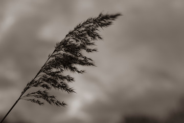 Reed seeds on a cloudy dark day, cattail seeds, nice bokeh, clouds in background, Phragmites australis, black and white photo