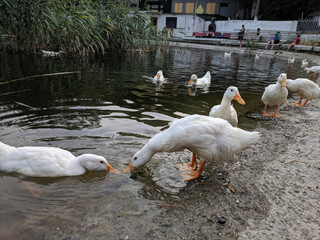tame ducks on a lake in a city park