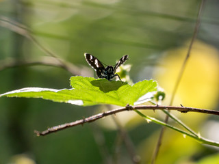 나뭇잎 위에 앉은 검은색  날개와 흰색 점무늬를 가진 나비의 앞