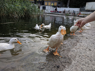 tame ducks on a lake in a city park