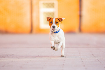 jack russell terrier