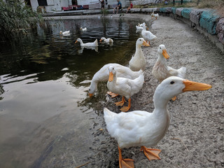 Obraz premium tame ducks on a lake in a city park