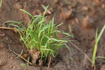 close up of green growth plant' head on agriculture field in jaipur