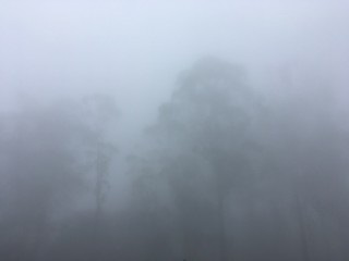 Fototapeta na wymiar fog in forest