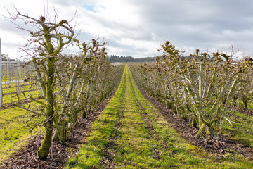 Weinanbau oberhalb Bodensee auf Schweizer Boden