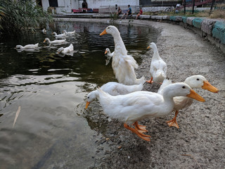 Obraz premium tame ducks on a lake in a city park