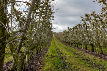 Weinanbau oberhalb Bodensee auf Schweizer Boden