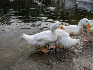 tame ducks on a lake in a city park