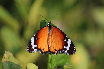 close up of A yellow wings of male butterfly resting on the green betel leaf with blurry vintage background,