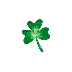 Green clover (Trifolium) with four leaves isolated on white background as a symbol of IReland and Saint Patrick's day