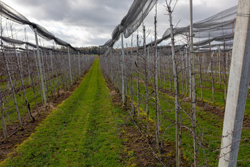 Weinanbau oberhalb Bodensee auf Schweizer Boden