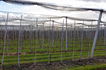Weinanbau oberhalb Bodensee auf Schweizer Boden