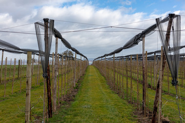 Fototapeta na wymiar Weinanbau oberhalb Bodensee auf Schweizer Boden