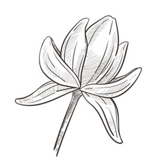 Flower on stem, lotus water plant isolated sketch,