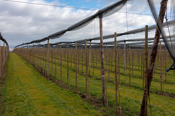 Weinanbau oberhalb Bodensee auf Schweizer Boden