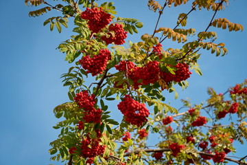 Rowan branches with berries and bright foliage against a blue sky.