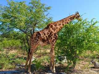Giraffe in Etosha