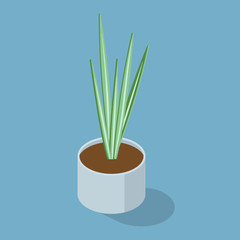 Isometric home plant in a pot isolated on blue background. Interior plants. Home gardening and decorating.  Vector illustration
