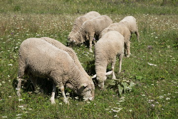 Naklejka na ściany i meble Curly lambs graze on a green meadow in the summer.