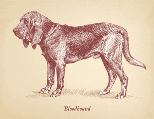 Bloodhound dog vector engraving masterfully restored. - obrazy, fototapety, plakaty
