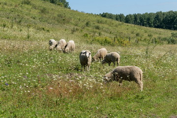 A group of lambs grazes in a green meadow against a wooded hill in the summer.