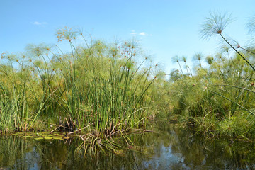Fototapeta na wymiar Okavango delta, plants that grow from water mainly Cyperus papyrus. Taken from a boat from mokoro, paddled by a local guide using a long wooden lath, Botswana, Africa.