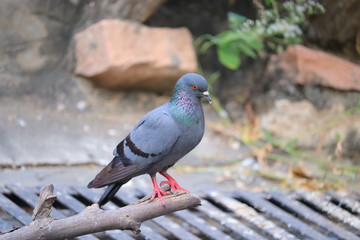 full body of A young female pigeon bird sleeping to glossary plant of wood on water wall, domestic blue pigeon