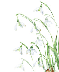 Watercolor showdrops flowers arrangements. First spring flowers. White spring flowers, botanical illustration, detailesd with bulbs. Great for posters, prints