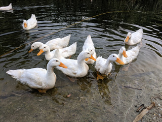 tame ducks on a lake in a city park