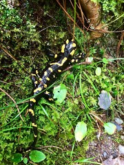 a salamandra lanzal in the forest