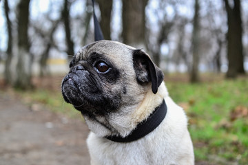 portrait of a cute pug on a walk