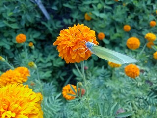 orange flowers and very beautiful butterflies