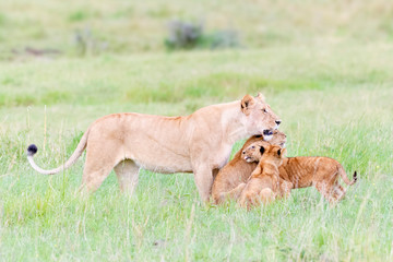 Lioness (Panthera leo) greeting cubs, Maasai Mara national reserve, Kenya