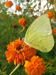 orange flowers and very beautiful butterflies