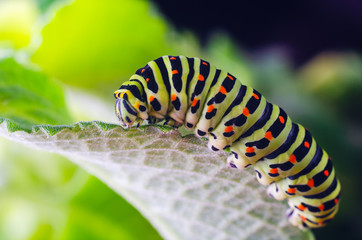 Caterpillar of the Machaon crawling on green leaves, close-up
