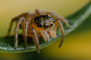 ่jumping spider closeup on green leave