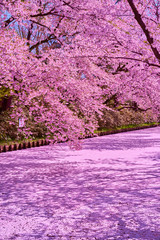 cherry blossom in hirosaki park, aomori, japan