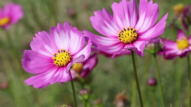 Pink mexican aster white patterns or cosmos bipinnatus flower field blooming in nature garden and light wind outdoor background