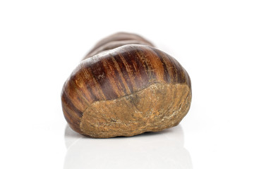 Group of two whole edible brown chestnut isolated on white background