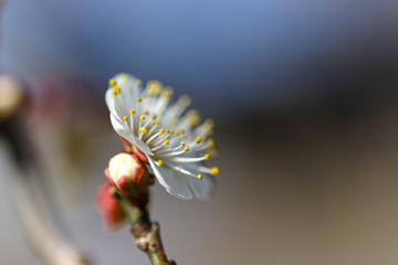 【日本の春】八重梅の花（白梅）