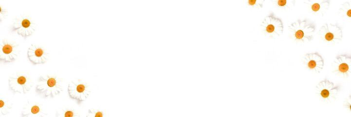 White chamomile flowers