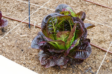 DIY red butter lettuce growin in a raised irrigated bed